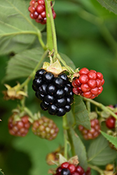 Triple Crown Blackberry (Rubus 'Triple Crown') at Strader's Garden Centers