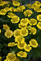 Mariachi Sombrero Sneezeweed (Helenium autumnale 'Sombrero') at Strader's Garden Centers