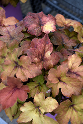 Pumpkin Spice Foamy Bells (Heucherella 'Pumpkin Spice') at Strader's Garden Centers