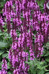 Rose Marvel Meadow Sage (Salvia nemorosa 'Rose Marvel') at Strader's Garden Centers