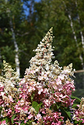 Candelabra Hydrangea (Hydrangea paniculata 'Hpopr013') at Strader's Garden Centers
