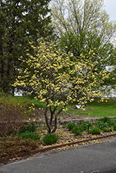 Butterflies Magnolia (Magnolia 'Butterflies') at Strader's Garden Centers