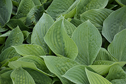 Blue Hawaii Hosta (Hosta 'Blue Hawaii') at Strader's Garden Centers