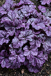 Dolce Wildberry Coral Bells (Heuchera 'Wildberry') at Strader's Garden Centers