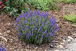 Moody Blues Dark Blue Speedwell (Veronica 'Novaverblu') at Strader's Garden Centers