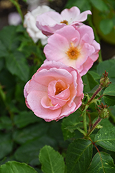 Peachy Knock Out Rose (Rosa 'Radgor') at Strader's Garden Centers