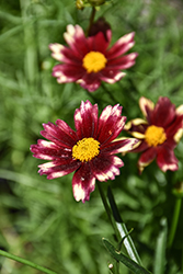 Lil' Bang Red Elf Tickseed (Coreopsis 'Red Elf') at Strader's Garden Centers