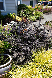 Black Negligee Bugbane (Actaea racemosa 'Black Negligee') at Strader's Garden Centers
