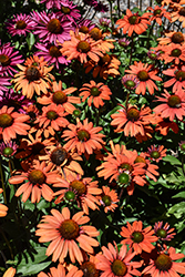 Kismet Intense Orange Coneflower (Echinacea 'TNECHKIO') at Strader's Garden Centers